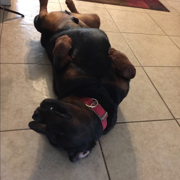 Meet your Posher, Samantha - Picture 7 of 8